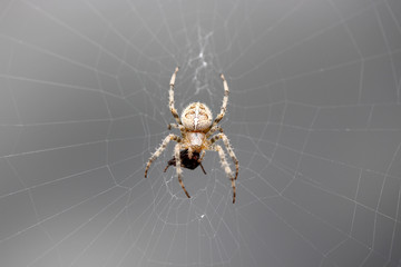 Spinne beim Fressen