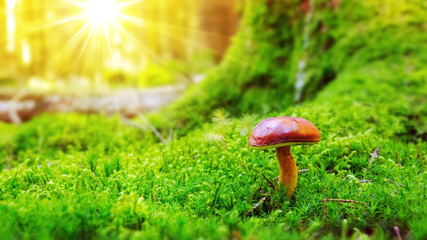 Mushroom in green moss.