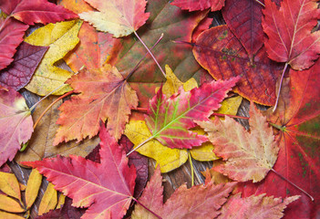Naklejka na ściany i meble Background of autumn leaves