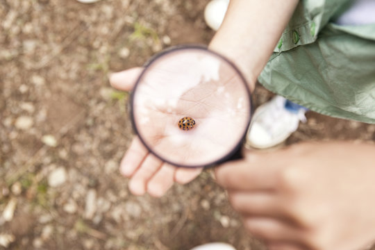 Ladybird on girl's hand under magnifying glass