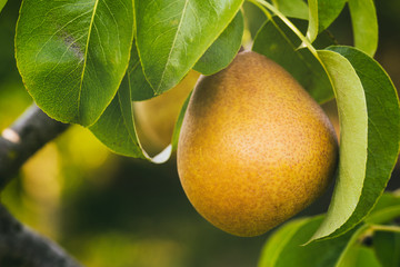 Organic Pear