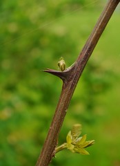 Dornen am Zweig