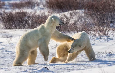 Photo sur Plexiglas Ours polaire Two polar bears playing with each other in the tundra. Canada. An excellent illustration.