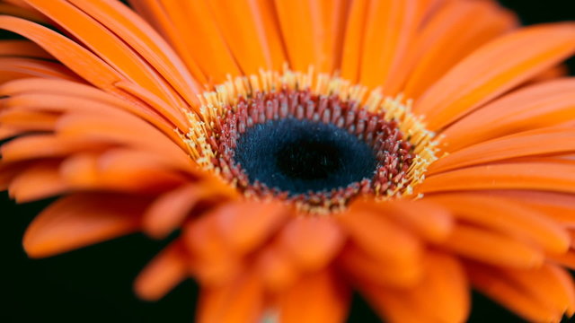 Fly the camera around gerbera flower on black background