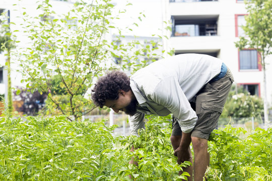 Young man searching potato beetles in an urban garden