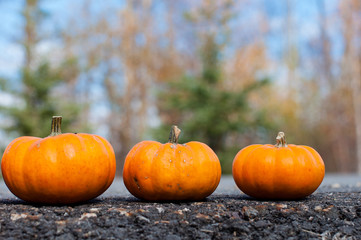 Autumn halloween pumpkin on the road