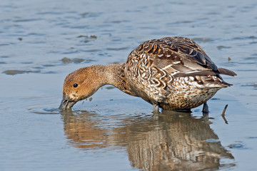 Female Northern Pintail Duck