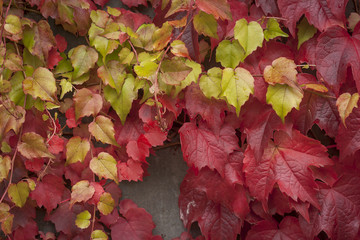 grape vine liana with changing autumn colored leaves