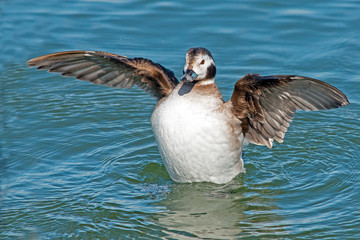 Female Long-tailed Duck flapping Wings