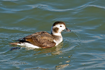 Female Long-tailed Duck
