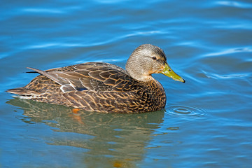 Female Mallard Floating in the water
