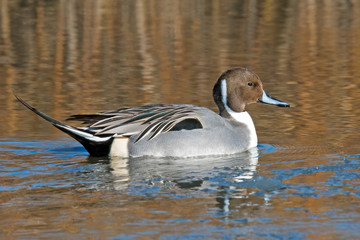 Male Northern Pintail Duck