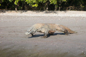 Komodo Dragon in Komodo National Park