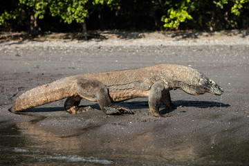 Komodo Dragon Walking on Indonesian Beach