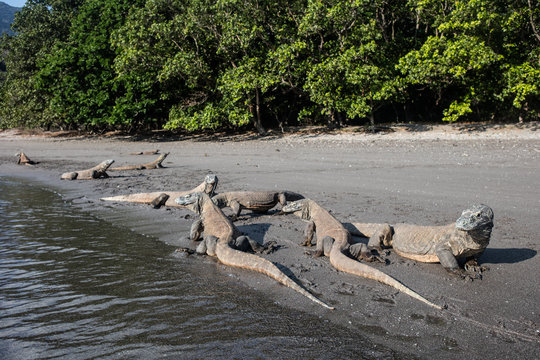 Komodo Dragons at Waterline in Indonesia