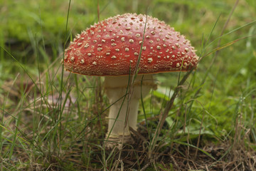 wild amanita muscaria, red with white spots mushroom growing in