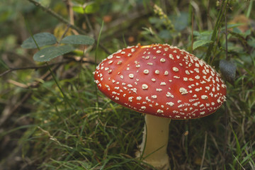 wild amanita muscaria, hallucinogen mushroom growing in a woodla