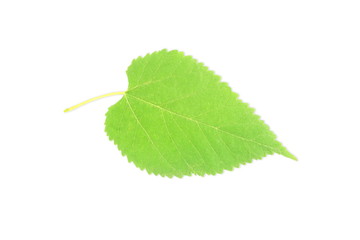 green tree leaves texture in white background