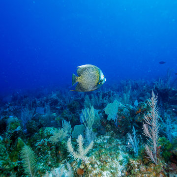 Big French angelfish (Pomacanthus paru) near coral, Cayo Largo,