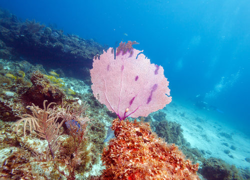 Fototapeta Coral reef near Cayo Largo, Cuba