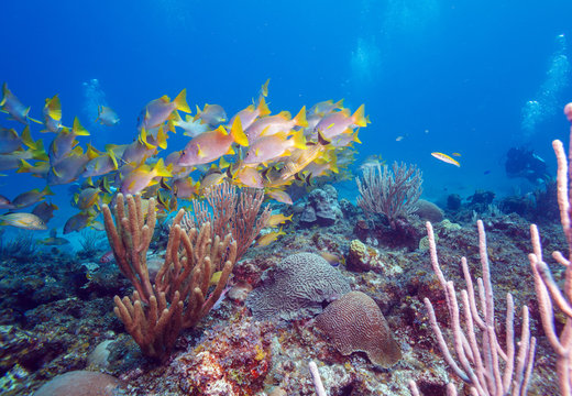 Fototapeta School of Snappers, Cayo Largo, Cuba