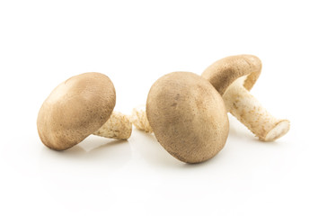 Shiitake mushrooms on white background