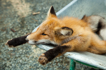 Dead fox