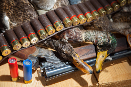 Gun, hunting, a dead duck, and ammunition