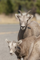 Mother and baby bighorn sheep.