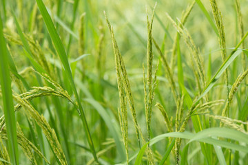 Growing rice in the field.