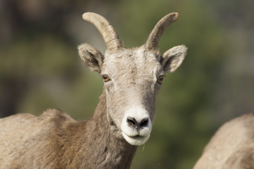 Close up portrait of bighorn sheep.