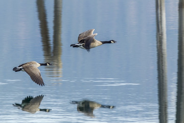Two geese flying above water.