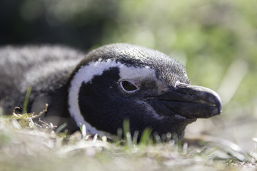 Close up of Penguin (Spheniscus magellanicus) lying in burrow.
