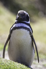 Magellanic Penguin standing. Gypsy Cove, Falkland Islands.