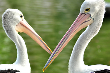 Pelicans Birds