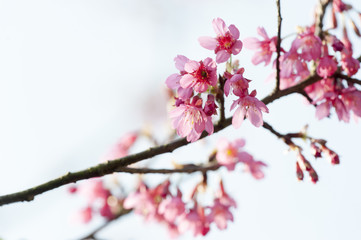 Prunus campanulata branch