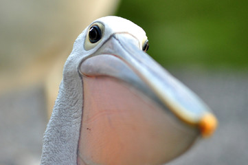 Pelican Bird