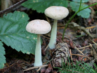 Wood Woolyfoot Mushroom - Gymnopus peronatus