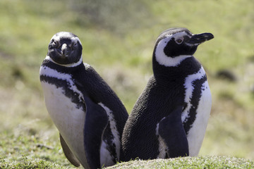 Pair of Magellanic penguins. Falkland Islands.