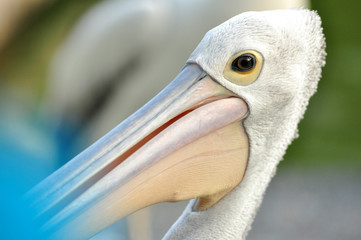 Pelican Bird