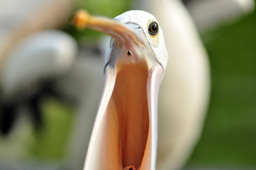 Pelican Bird