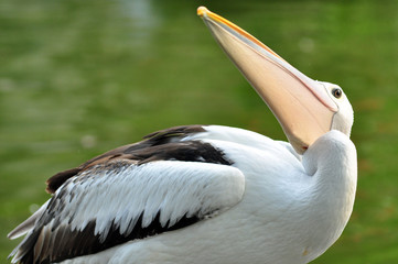 Pelican Bird
