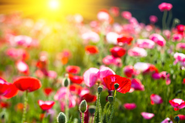Obraz premium Corn poppy 