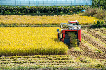 Fototapeta premium Combine harvester in a rice field during harvest time.