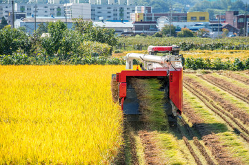 Combine harvester in a rice field during harvest time.