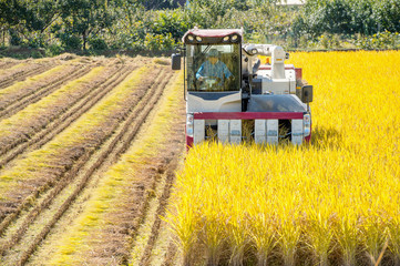 Fototapeta premium Combine harvester in a rice field during harvest time.