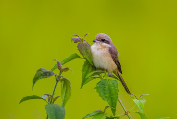 Young Brown shrike( Lanius cristatus) turn his head stair at us 