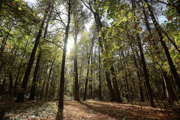 concept autumn in city