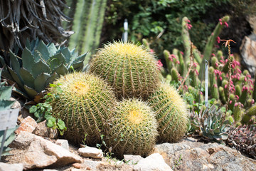 Beautiful cactus 