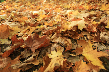 Autumn texture of yellow fallen leaves